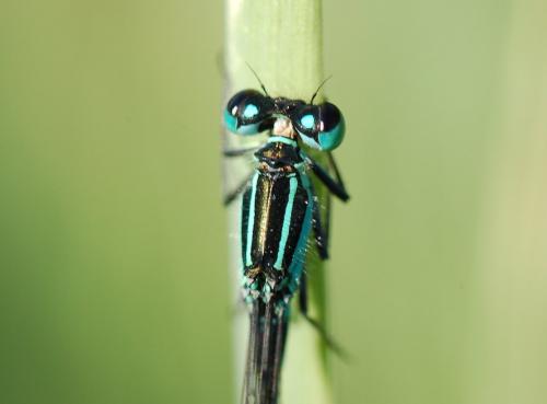 Ischnura elegans